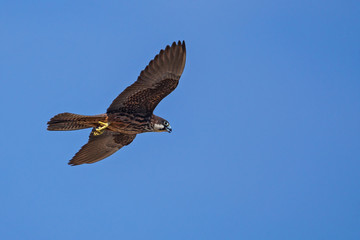 Eleonora's falcon (Falco eleonorae), female of light morph flying in blue sky, Isola San Pietro,...
