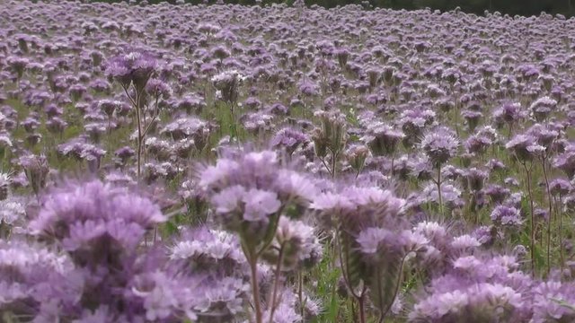 Beautiful purple flower phacelia on a field of lavender