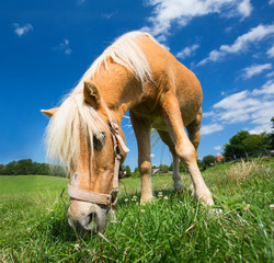 Small pony horse outdoor in summer