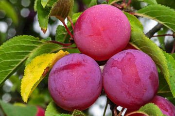 Cherry plum - red mirabelle plums