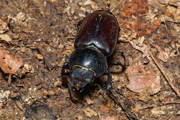 Black beetle on the ground