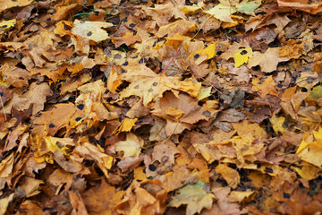 Black patch on the leaves of the maple. The disease is caused by the fungus Rhytisma acerinum. With this disease, large, round, black, slightly convex spots with a yellowish-green border are formed.