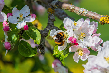 Buff-tailed bumble bee (Bombus terrestris) on blossom of blooming apple tree (Malus domestica),...