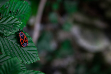 bug on leaf