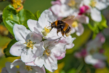 Buff-tailed bumble bee (Bombus terrestris) on blossom of blooming apple tree (Malus domestica), Hesse, Germany