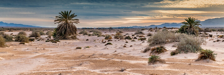 Panorama of sand desert in the Middle East at sunset