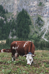 Fototapeta na wymiar wallpaper, nature, alps, italian alps, mountains, caw, ferm, alpine cow