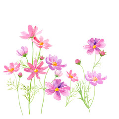コスモスの花の水彩イラスト。　トレースベクター。