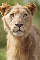 Portrait of a Lion