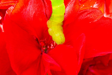 The green caterpillar on a red flower