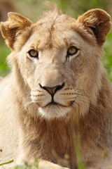 Lioness looking past camera