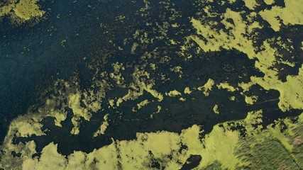 Algae on Lake (drone view)