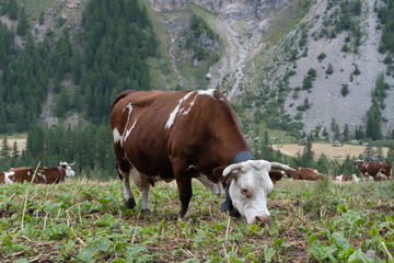 Fototapeta na wymiar wallpaper, nature, alps, italian alps, mountains, caw, ferm, alpine cow