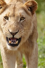 Obraz premium Lioness snarling at camera