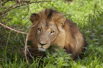 Lion lying in shade of tree