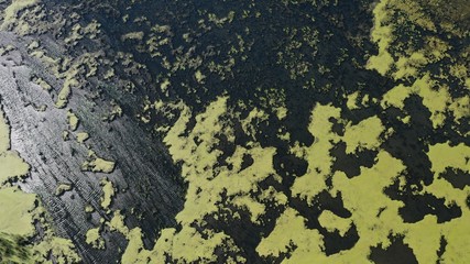 Algae on Lake (drone view)