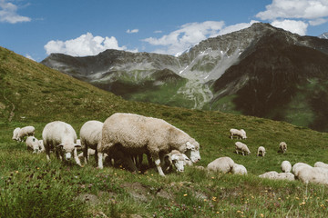 Fototapeta premium wallpaper, nature, alps, italian alps, mountains, sheep, ferm, alpine sheep