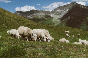 Fototapeta premium wallpaper, nature, alps, italian alps, mountains, sheep, ferm, alpine sheep