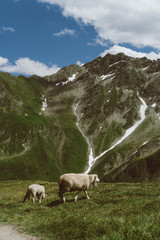Obraz premium wallpaper, nature, alps, italian alps, mountains, sheep, ferm, alpine sheep