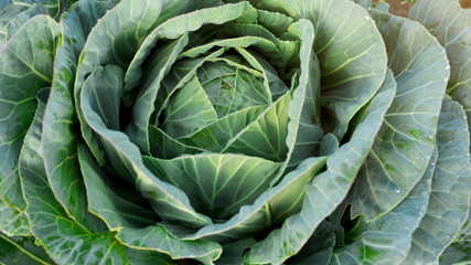 Fototapeta premium Soft focus of Big cabbage in the garden.