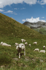 Obraz premium wallpaper, nature, alps, italian alps, mountains, sheep, ferm, alpine sheep