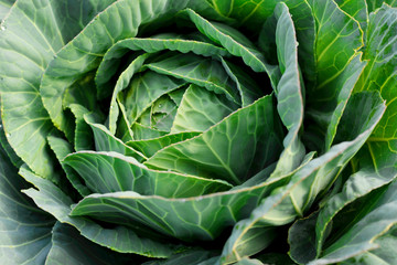 Fototapeta na wymiar Soft focus of Big cabbage in the garden.