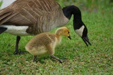 Mom and baby goose
