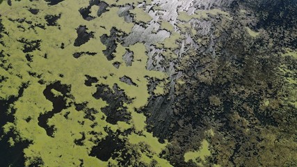 Algae on Lake (drone view)