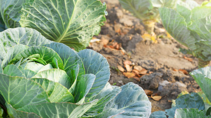 Naklejka premium Soft focus of Big cabbage in the garden.