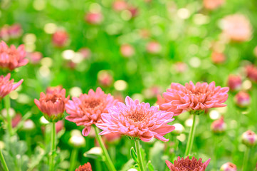 Selective focus of beautiful pink or red flower with soft blurred bokeh background.