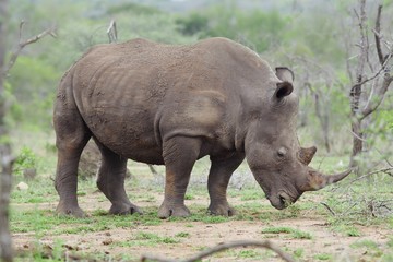 Fototapeta premium Rhinoceros stands in African plains