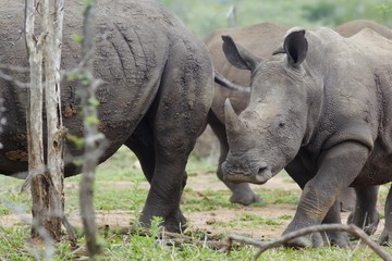 Naklejka premium Baby Rhino walks with herd
