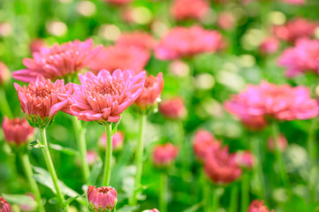 Selective focus of beautiful pink or red flower with soft blurred bokeh background.