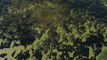 Algae on Lake (drone)