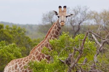 Giraffe stands in African woodland