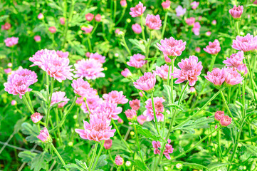Close up group of  pink  flowers and leaves in colorful tone.