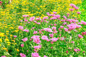 Close up group of yellow and pink  flowers and leaves in colorful tone.