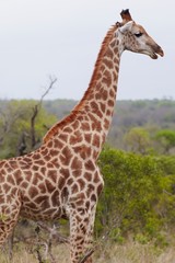 Giraffe stands side view profile