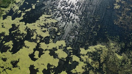 Algae on Lake (drone view)