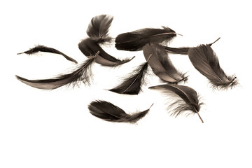 Black feathers
