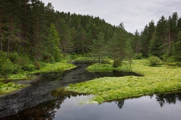 Fototapeta na wymiar Norwegian forest clearing with still water Flatelandsfjorden