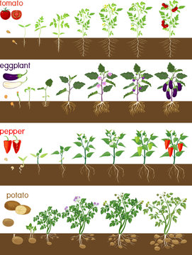 Set Of Life Cycles Of Nightshade Plants (pepper, Tomato, Potato And Eggplant). Stages Of Vegetable Plant Growth From Seed And Sprout To Harvest Isolated On White Background