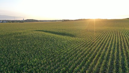 Sunrise over Corn Field (Drone)