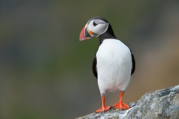Atlantic Puffin on rock looking sideways Runde island Norway