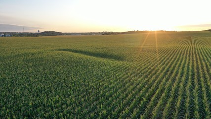 Fototapeta na wymiar Sunrise over Corn Field (Drone)