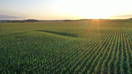 Sunrise over Corn Field (Drone) - obrazy, fototapety, plakaty