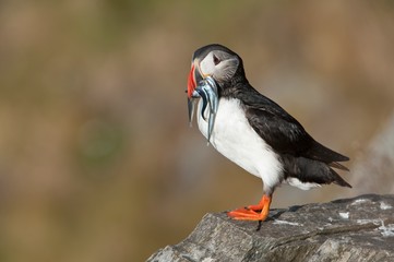 Atlantic Puffin on rock with fish in beak Runde island Norway