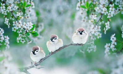  drie mollige kleine grappige vogels mussen zittend op een tak van kersenbloesem met witte knoppen in de lentetuin van mei © nataba