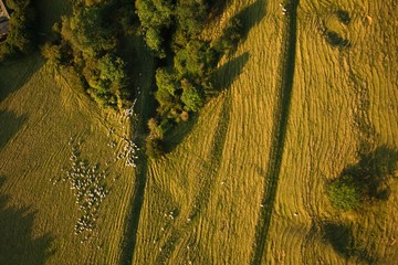 Aerial view of sheep on farming land