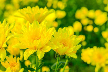 Selective focus of beautiful yellow flower with soft blurred bokeh background.